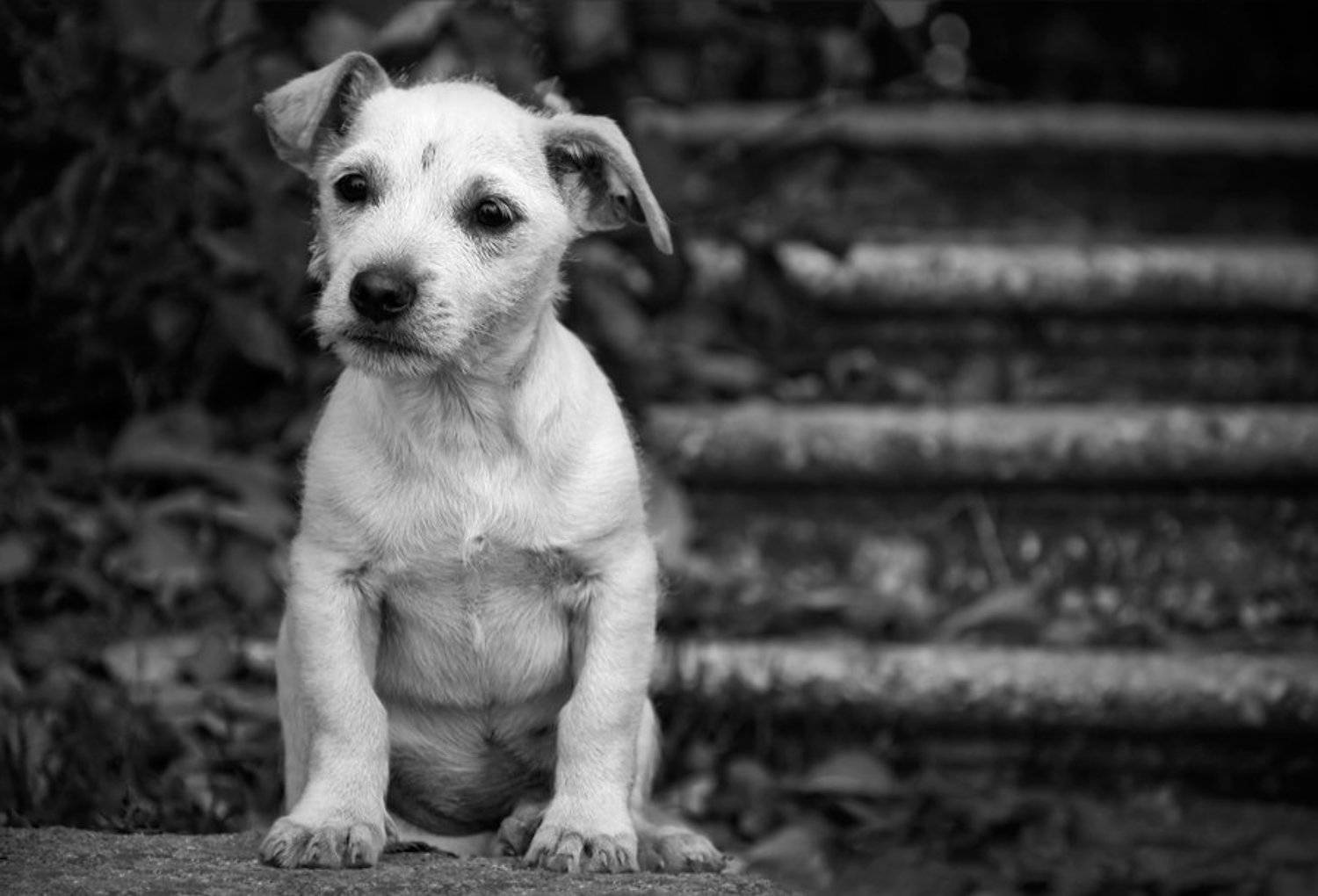 , Андрей Ру...