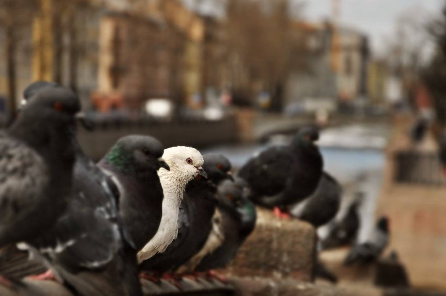 питер, голубь, Алексей (zooooom)