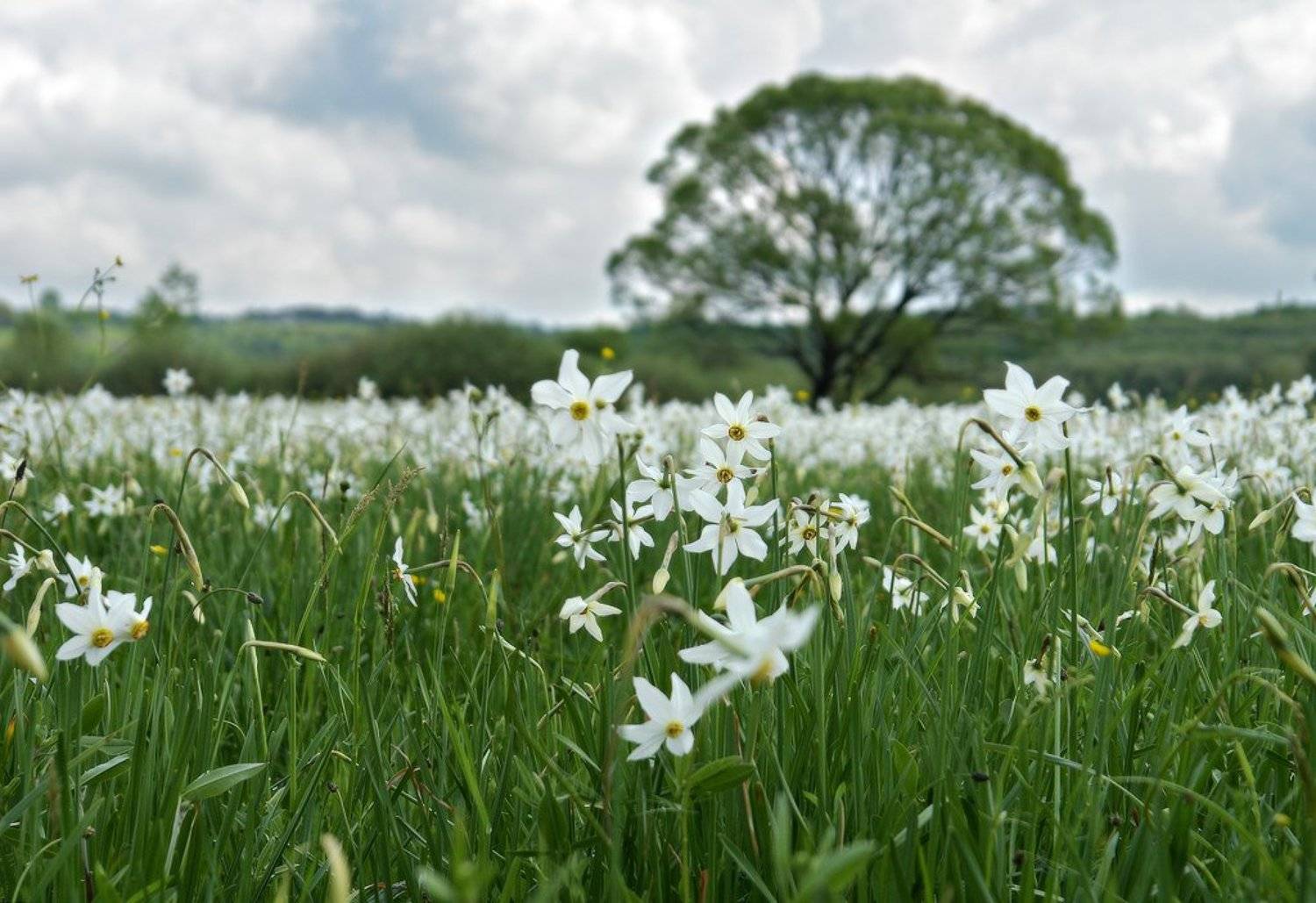 ира козлова, пейзаж, нарциссы, цветы, весна, Art Loo