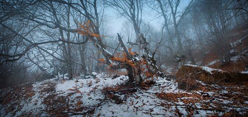 Как приснилась лесу осень..