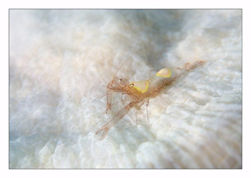 креветка, индонезия, точки, кванты, чудо Квантовая биология фото превью