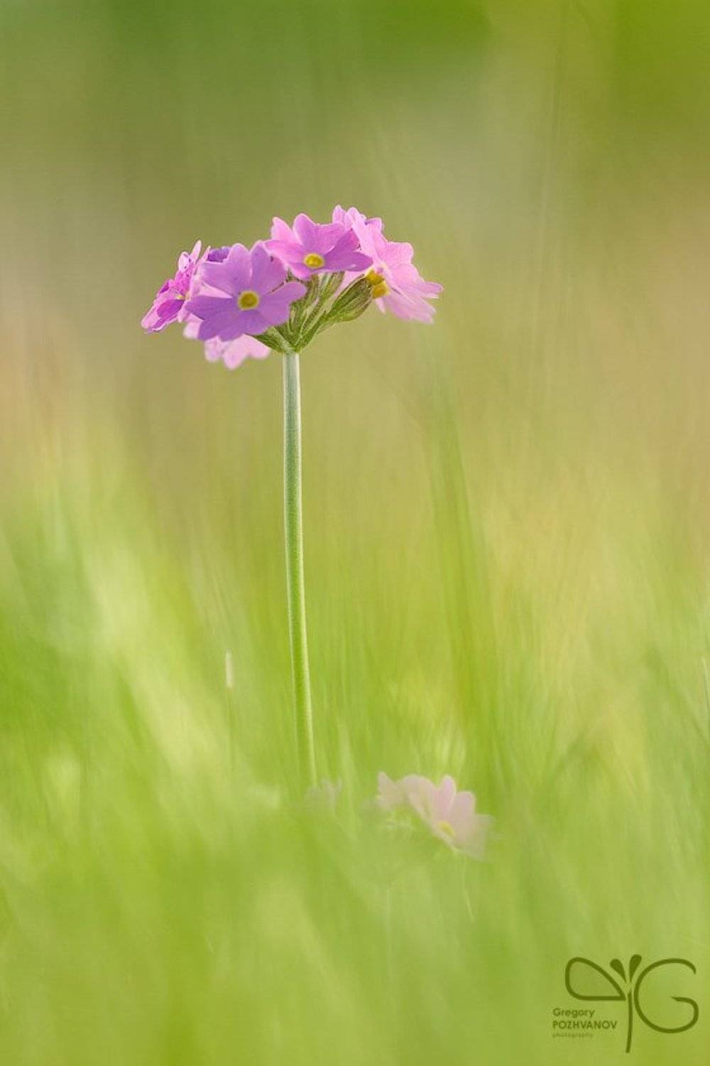 весна, примула, акварель, цветок, ло, Григорий Пожванов