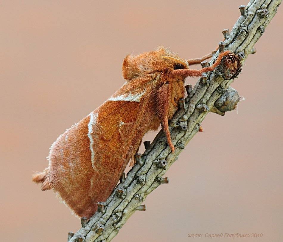 , Сергей Голубенко