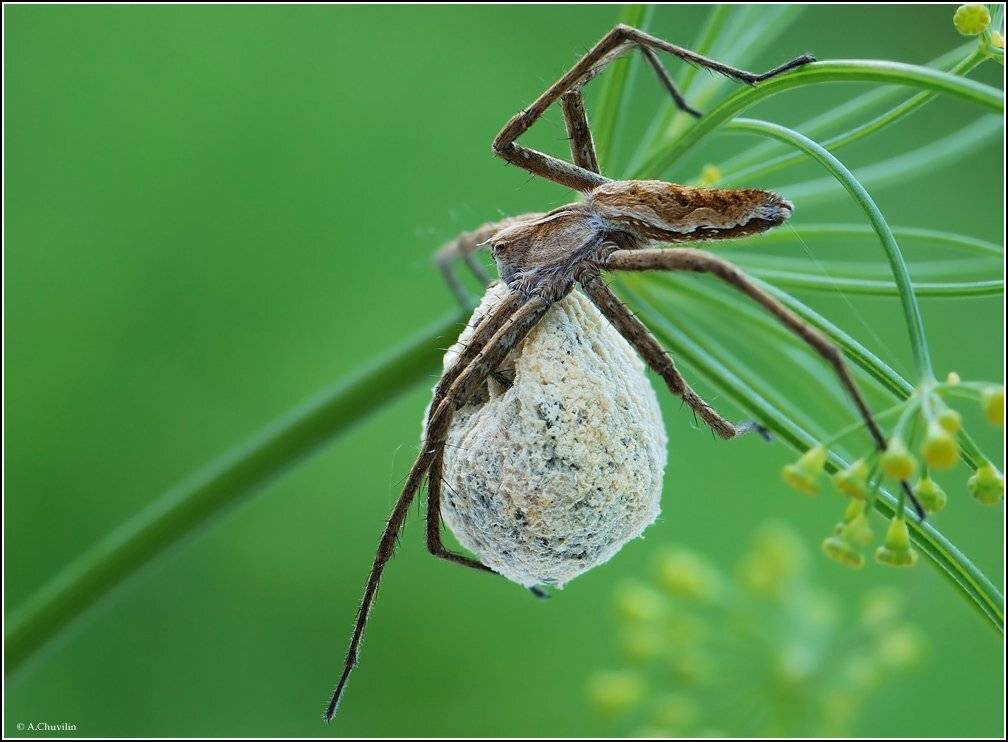 паук,мама,стройная, Александр Чувилин