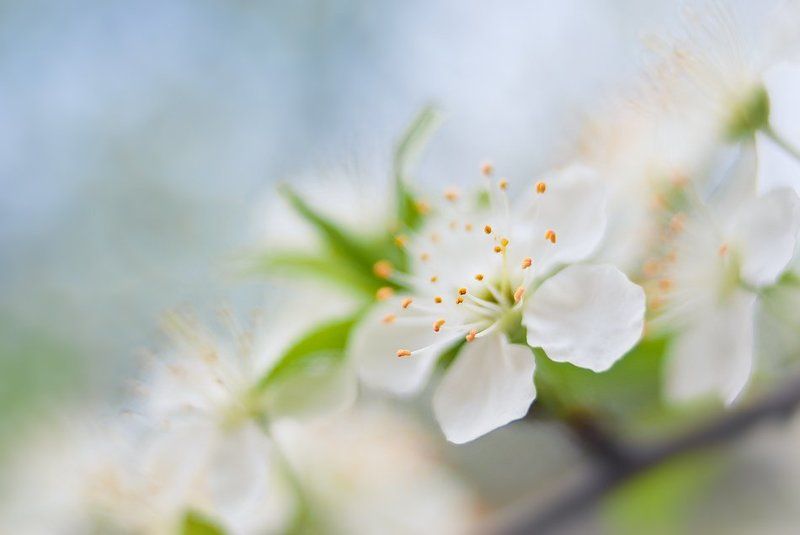 flower, k200d, zeiss, flektogon, bokeh, spring spring mood фото превью