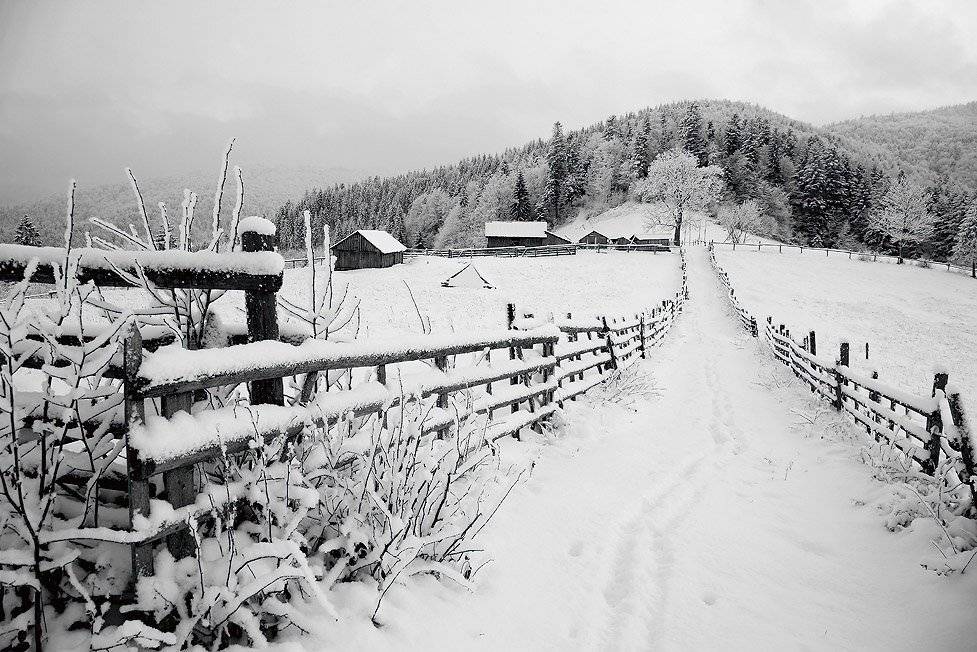 карпаты, Тарас