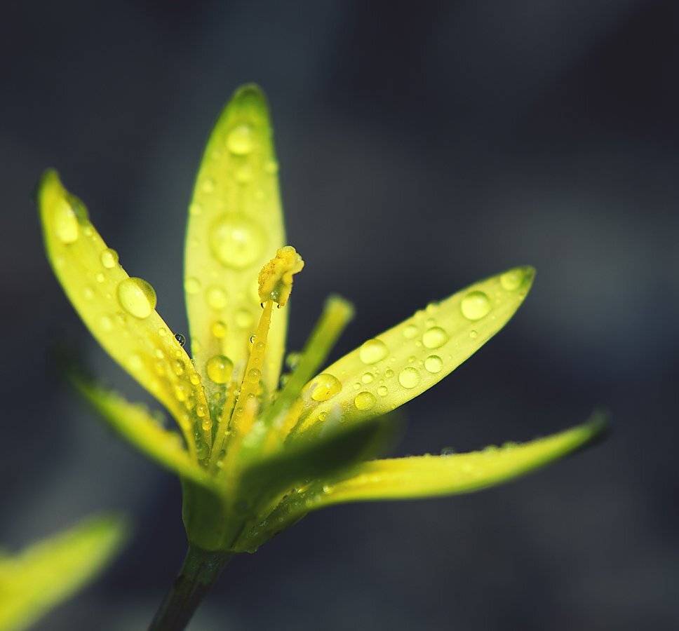 , Владимир Точаненко