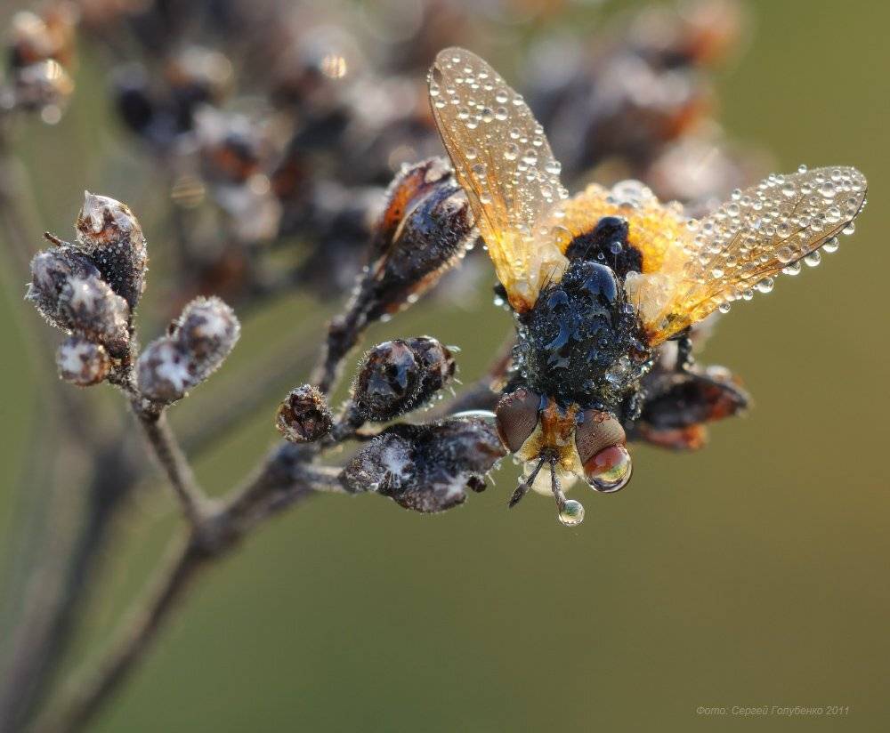 , Сергей Голубенко