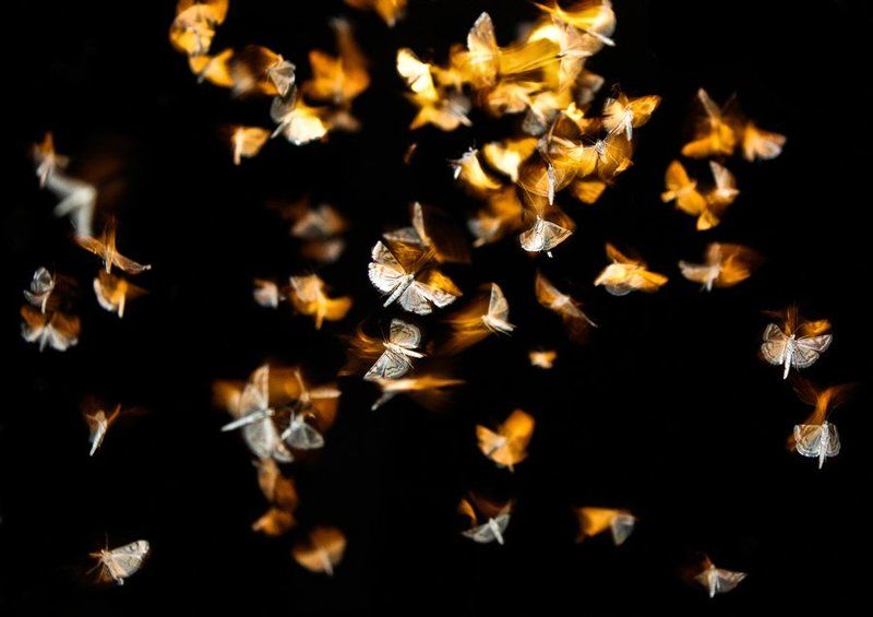 *** фото превью