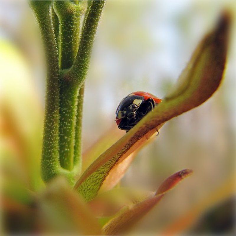 Глазастик :) фото превью