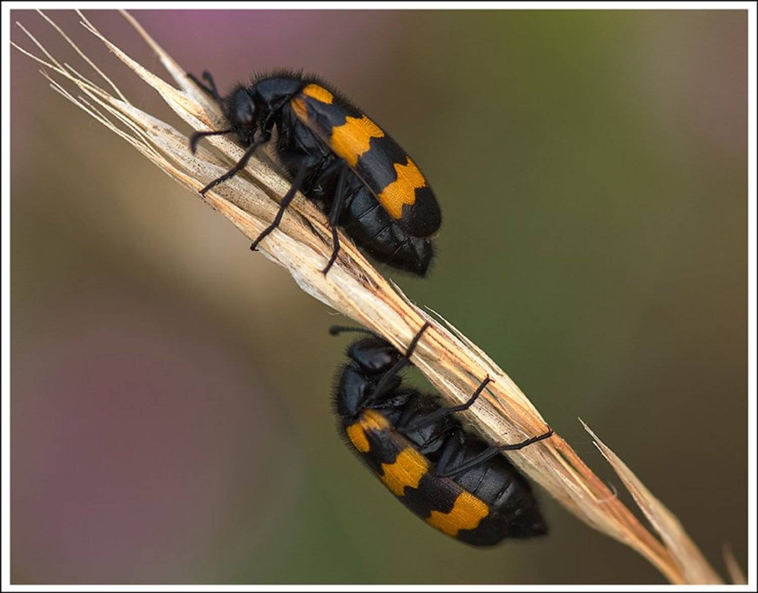 , Виктор Кулицкий