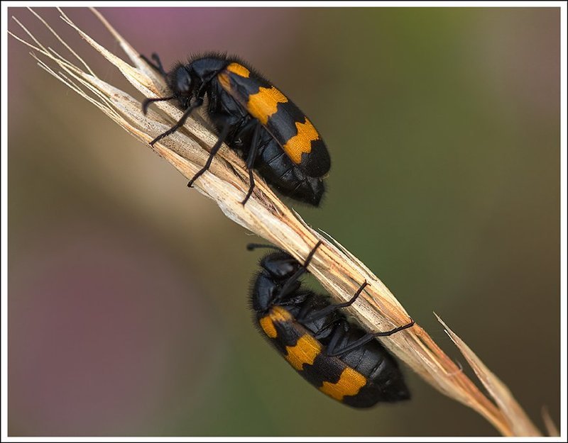 Близнецы фото превью