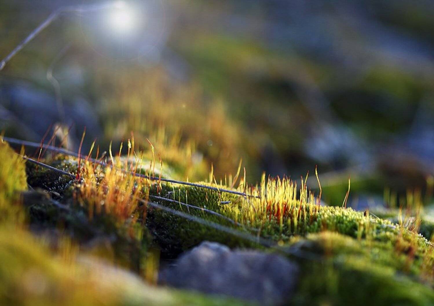 макро, мох, закат, Евгений