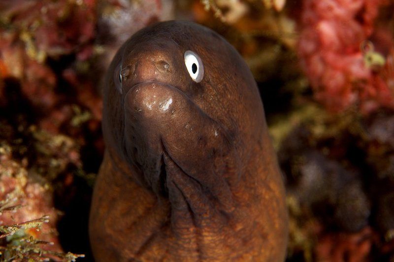 murena, underwater Мудрая фото превью