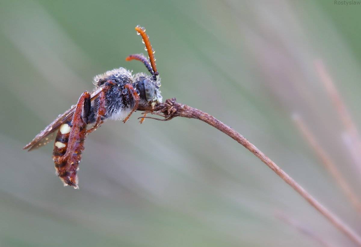 карпаты, пчела, сон, ростислав, canon 100mm macro usm,, Ростислав