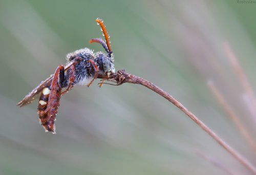 Первая утренняя роса