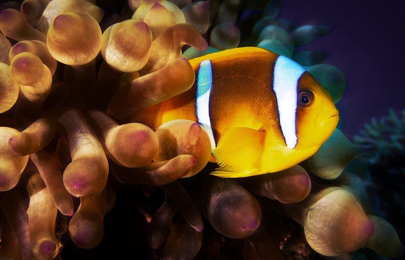 Веселый житель морских глубин фото превью