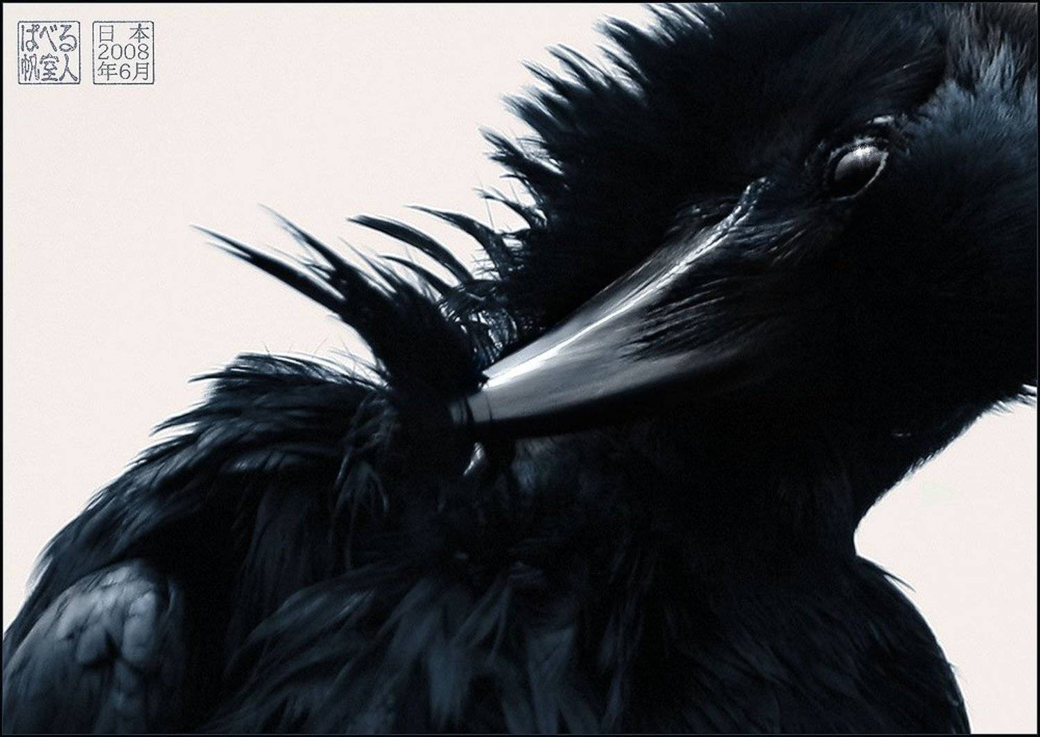 ворон, япония, перо, Ханмурзин Павел