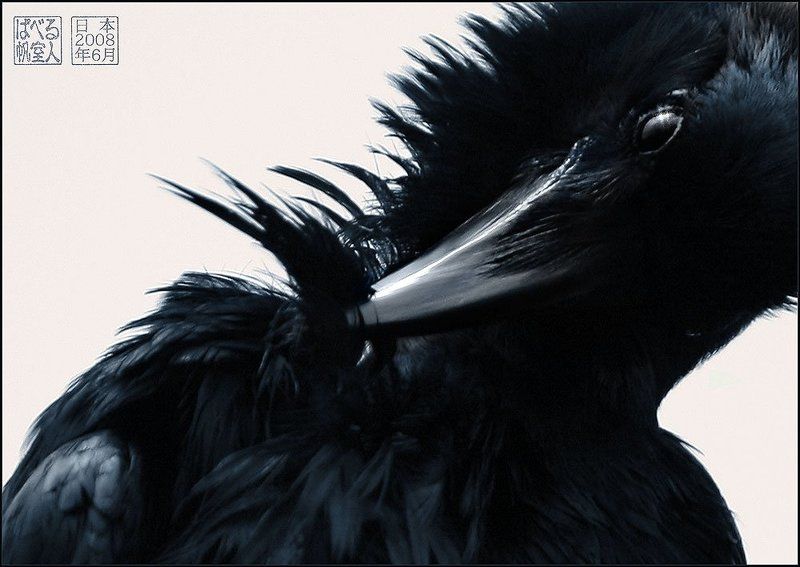 ворон, япония, перо Перо фото превью