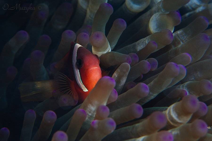 , Оксана Музыка