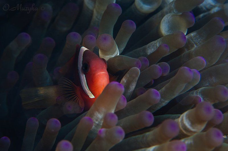 Клоунфото фото превью