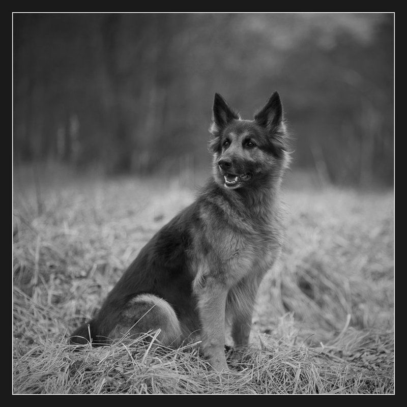 Портрет друга. фото превью