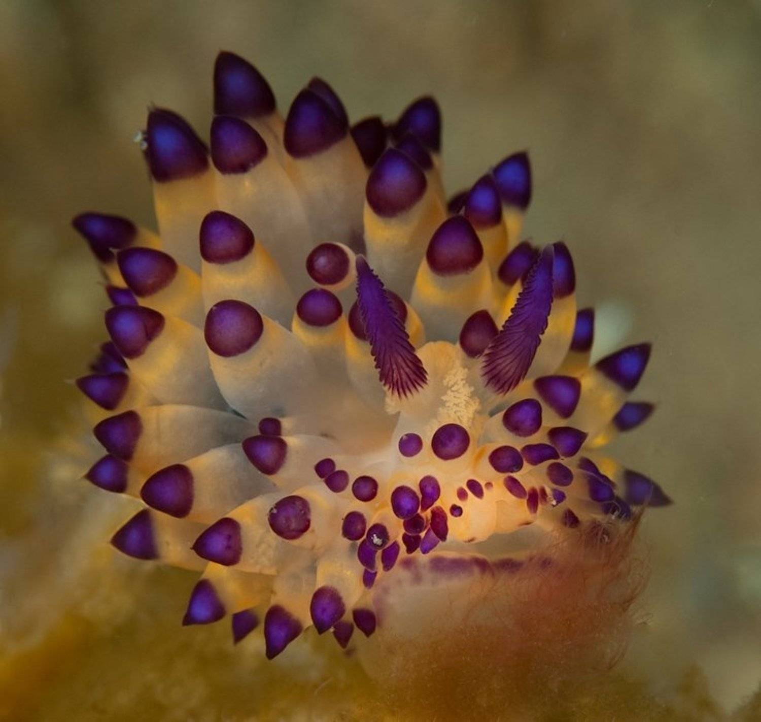 голожаберный, моллюск, underwater, Виктор Чистов
