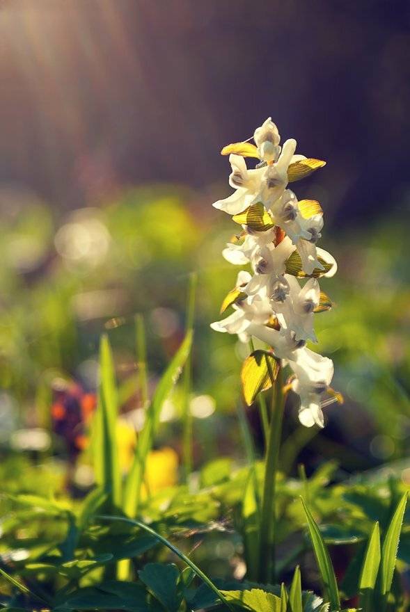 , Лана Тополева