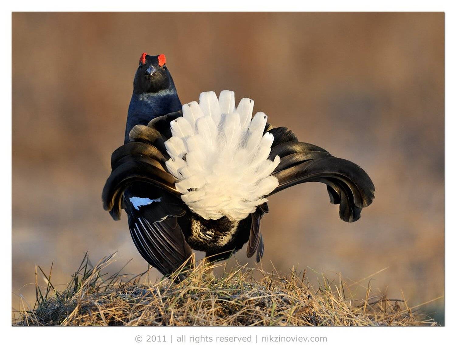 тетеревинный ток 2011, тетерев, дикая природа, россия, птицы, зиновьев николай, Николай Зиновьев