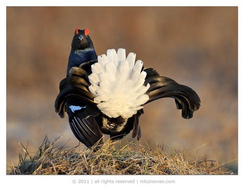 Букет для дамы сердца