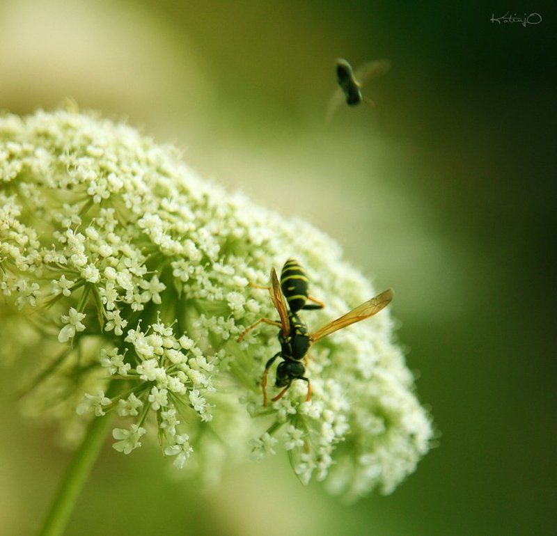 osa фото превью