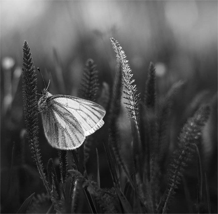 , Наталья Ова