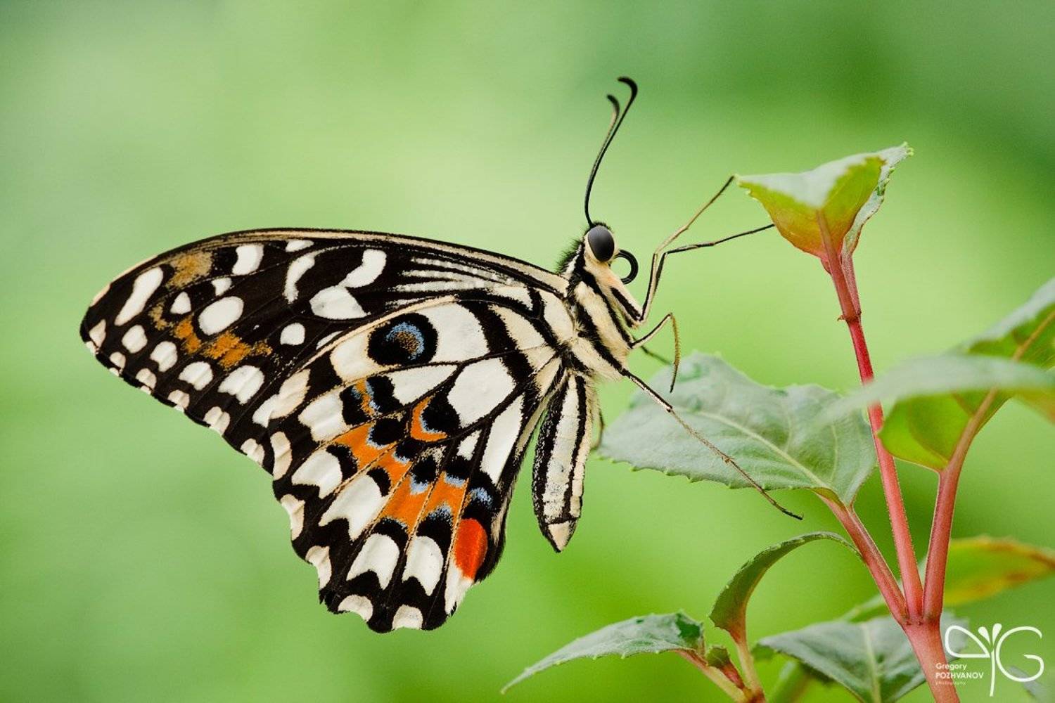 бабочка, эбц, крестовский, петербург, Григорий Пожванов