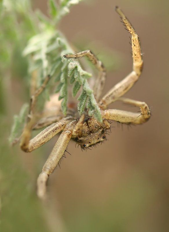 Хочешь есть,умей вертеться фото превью