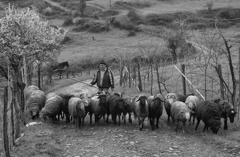 бараны, стадо *** фото превью