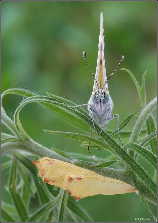бабочка,белянка,вывелась,куколка, Александр Чувилин