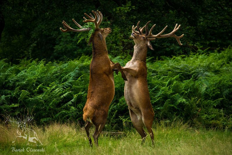 1wildshot фото превью