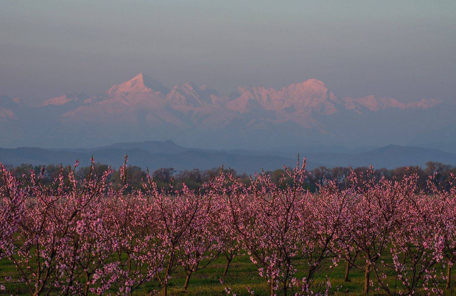 , Хасан Журтов