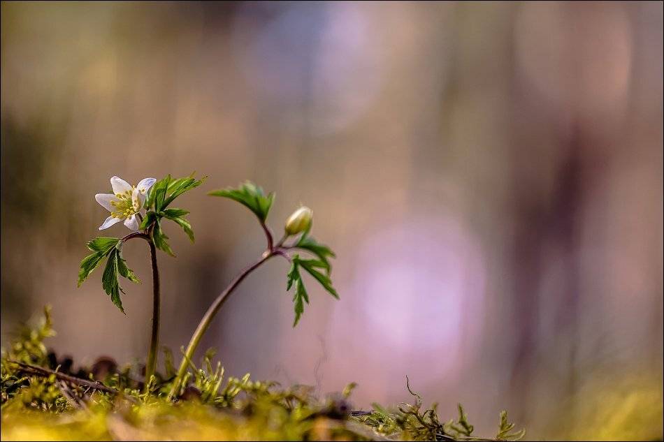 , Бурлов Андрей