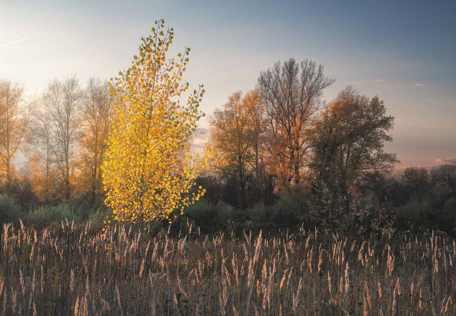 осень, вечер, закат. поле, дерево, тополь, Смольский Евгений