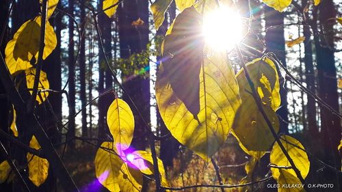 The magic of light..