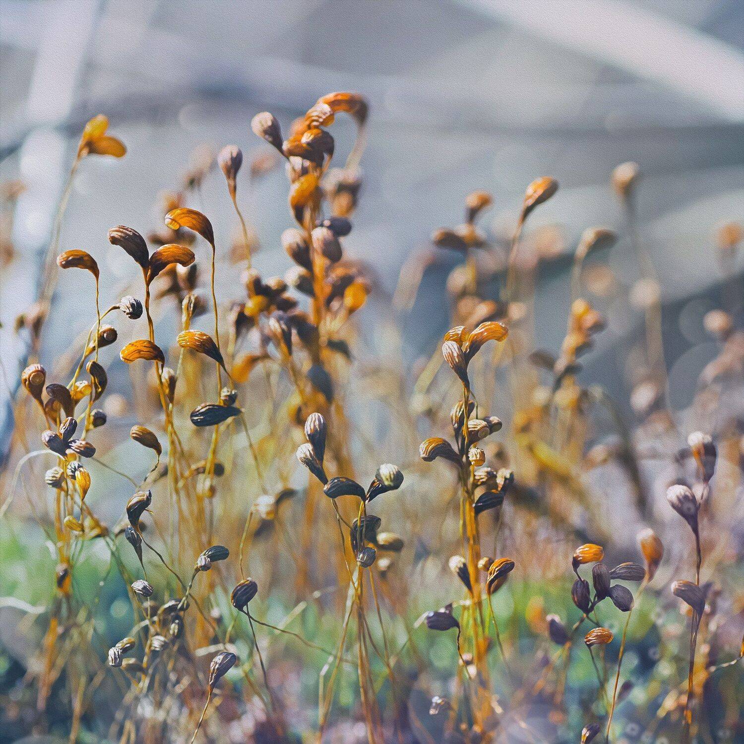 мох,цвет,фон,желтый,семя,цветок, Юрий Котов