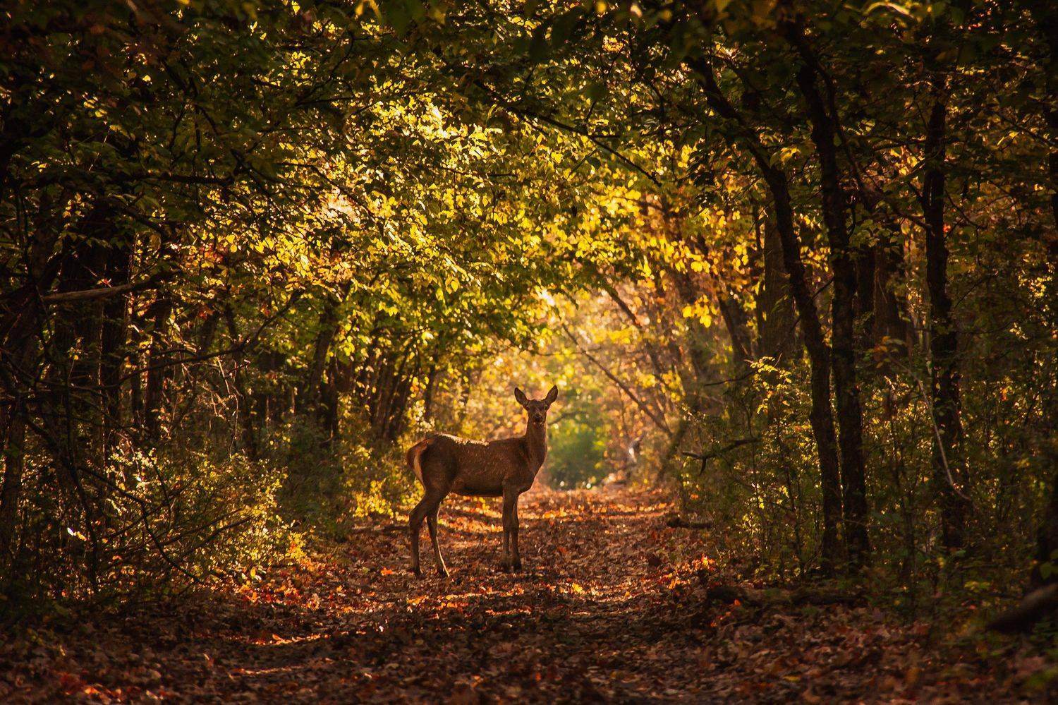 олень, животные, природа, лес, Цветков Сергей