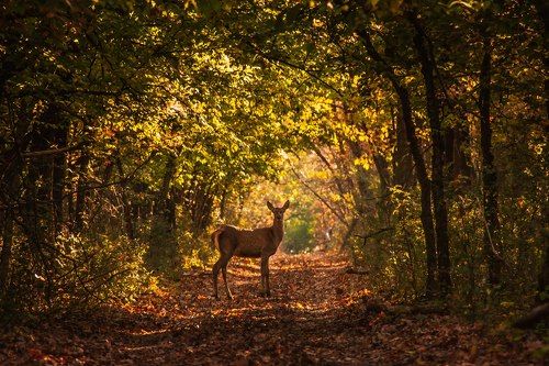 Встреча на лесной дороге