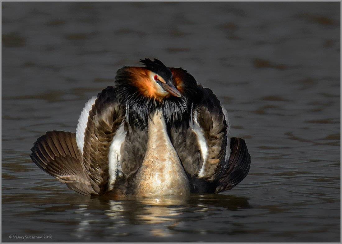 , Валерий Субачев