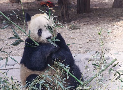 В гостях у Панды.