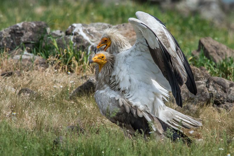Egyptian vultures copulation фото превью