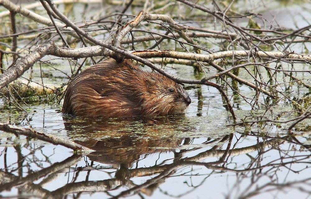 , Михаил Крюков