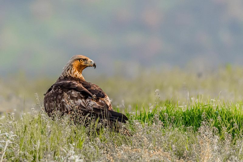 Rock Eagle in a field of flowers. фото превью