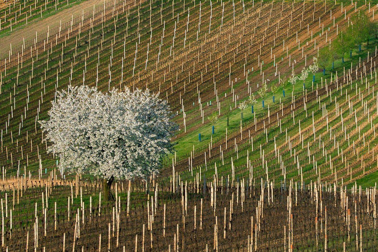 чехия, moravia, czech republic, чешская тоскана, trees, моравия, Татьяна Ефименко